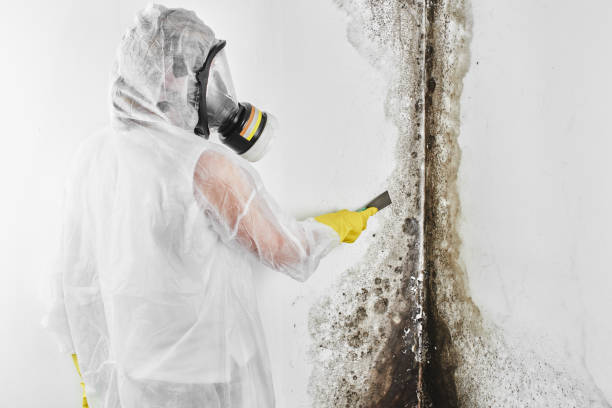 Best Emergency Mold Removal  in Groton, SD