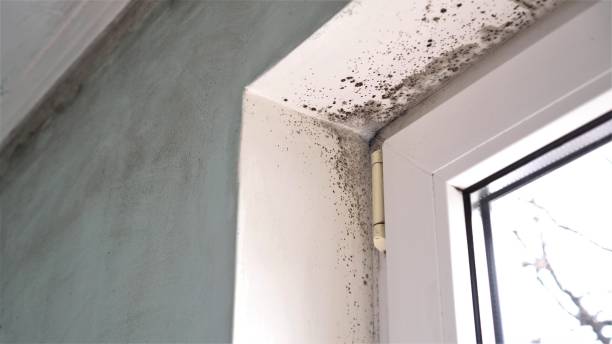 Best Toxic Mold Removal  in Groton, SD