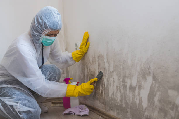 Mold Removal Process in Groton, SD