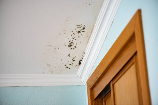 Best Water Damage Restoration  in Groton, SD