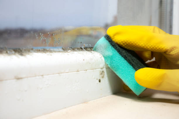 Best Fast Mold Removal  in Groton, SD